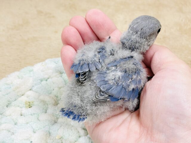 大きなおめめがチャームポイント💙コザクラインコ(バイオレット)ヒナ コザクラインコ(小桜インコ)