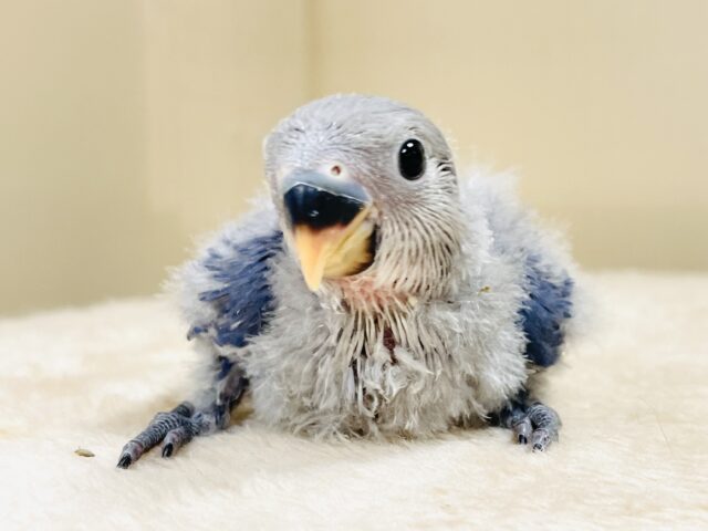 大きなおめめがチャームポイント💙コザクラインコ(バイオレット)ヒナ コザクラインコ(小桜インコ)