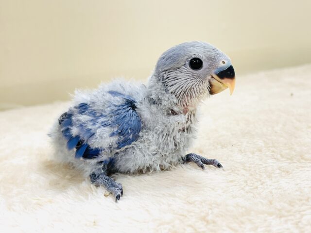 大きなおめめがチャームポイント💙コザクラインコ(バイオレット)ヒナ コザクラインコ(小桜インコ)