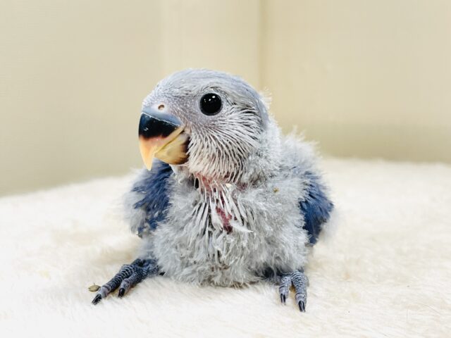 大きなおめめがチャームポイント💙コザクラインコ(バイオレット)ヒナ コザクラインコ(小桜インコ)