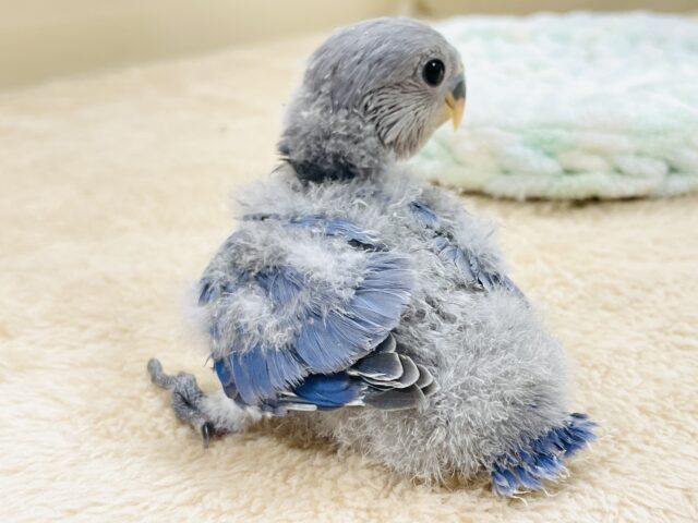 大きなおめめがチャームポイント💙コザクラインコ(バイオレット)ヒナ コザクラインコ(小桜インコ)