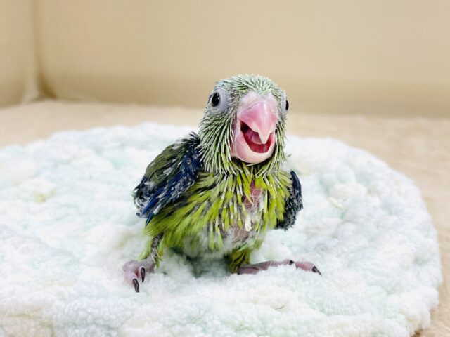 表情豊かなミニミニ怪獣ちゃん💚マメルリハ(ノーマル)ヒナ マメルリハ