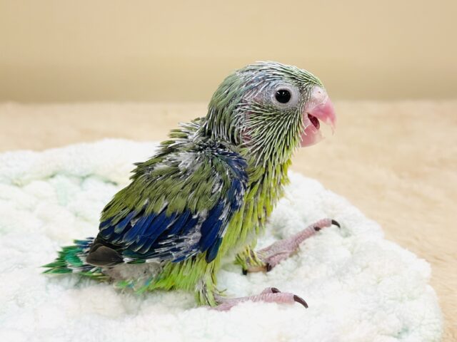 表情豊かなミニミニ怪獣ちゃん💚マメルリハ(ノーマル)ヒナ マメルリハ