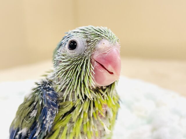 表情豊かなミニミニ怪獣ちゃん💚マメルリハ(ノーマル)ヒナ マメルリハ