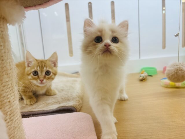 甘やかしてくれなきゃや〜よ♡サイベリアンちゃん! サイベリアン