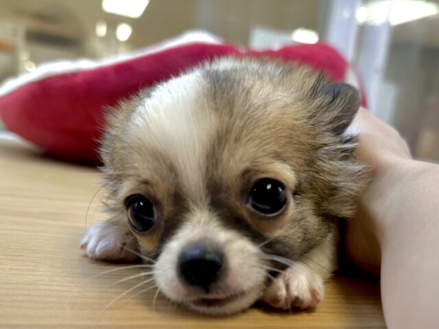 これから大きくなります🩵チワワ男の子 チワワ