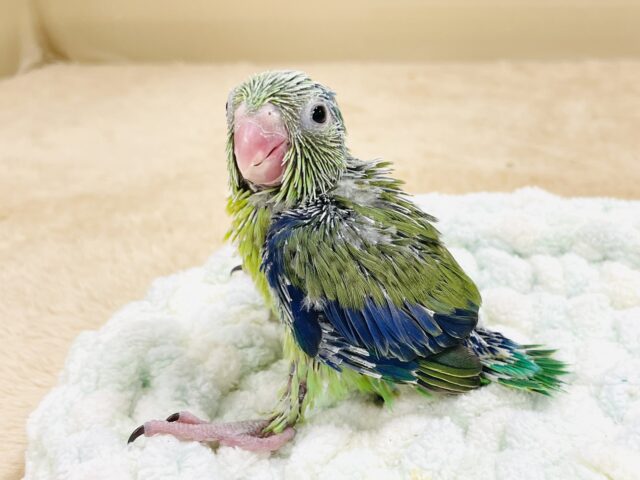 表情豊かなミニミニ怪獣ちゃん💚マメルリハ(ノーマル)ヒナ マメルリハ