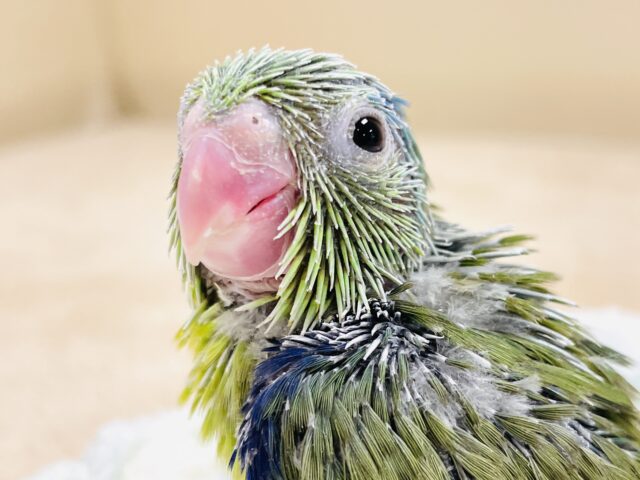 表情豊かなミニミニ怪獣ちゃん💚マメルリハ(ノーマル)ヒナ マメルリハ