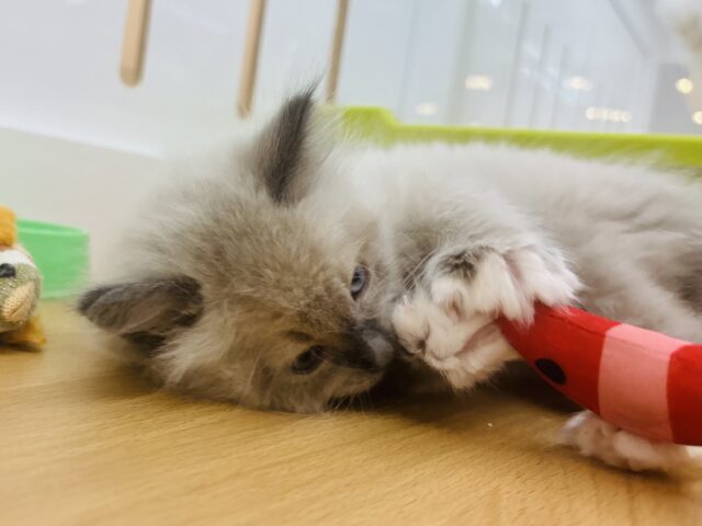 みんながボクのこと可愛いって褒めてくれるっ♬.*゚ラグドールくん! ラグドール