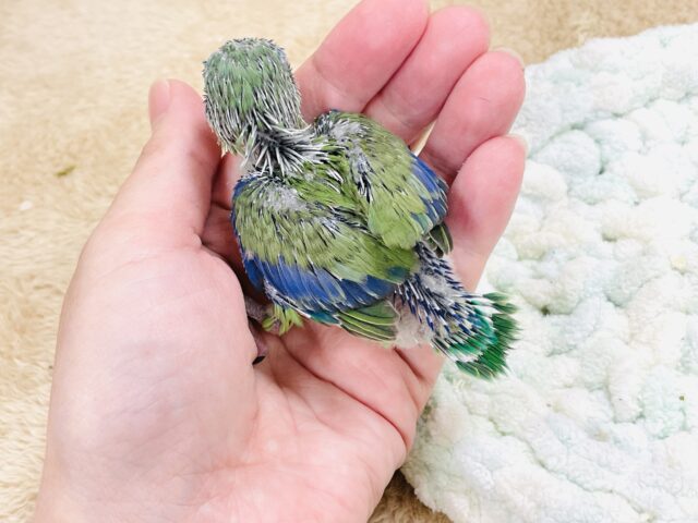 表情豊かなミニミニ怪獣ちゃん💚マメルリハ(ノーマル)ヒナ マメルリハ