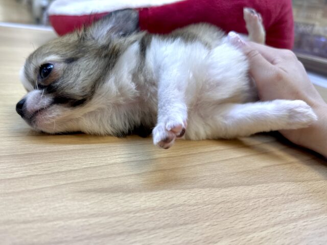 これから大きくなります🩵チワワ男の子 チワワ