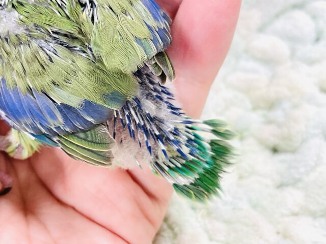 表情豊かなミニミニ怪獣ちゃん💚マメルリハ(ノーマル)ヒナ マメルリハ