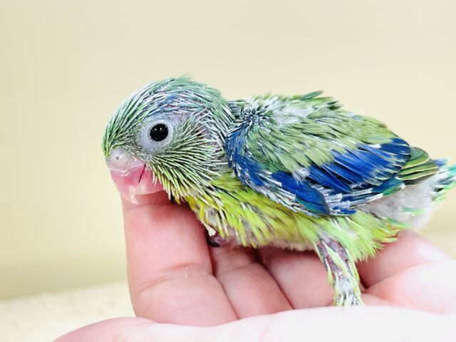 表情豊かなミニミニ怪獣ちゃん💚マメルリハ(ノーマル)ヒナ マメルリハ