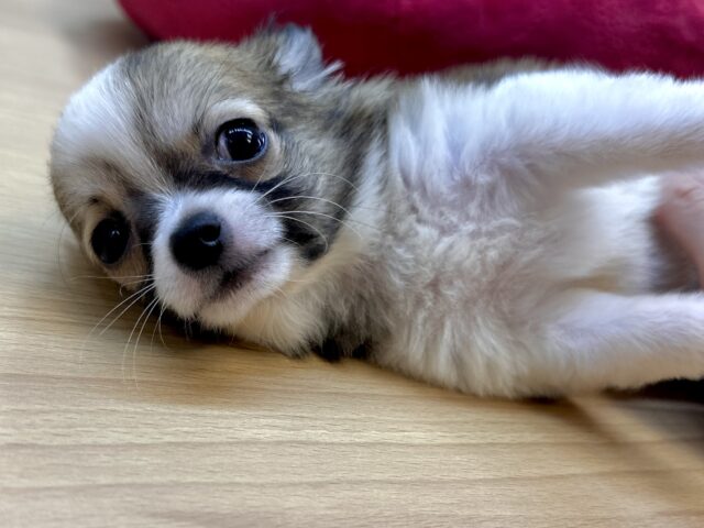 これから大きくなります🩵チワワ男の子 チワワ