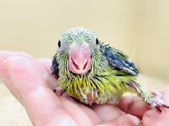 表情豊かなミニミニ怪獣ちゃん💚マメルリハ(ノーマル)ヒナ マメルリハ