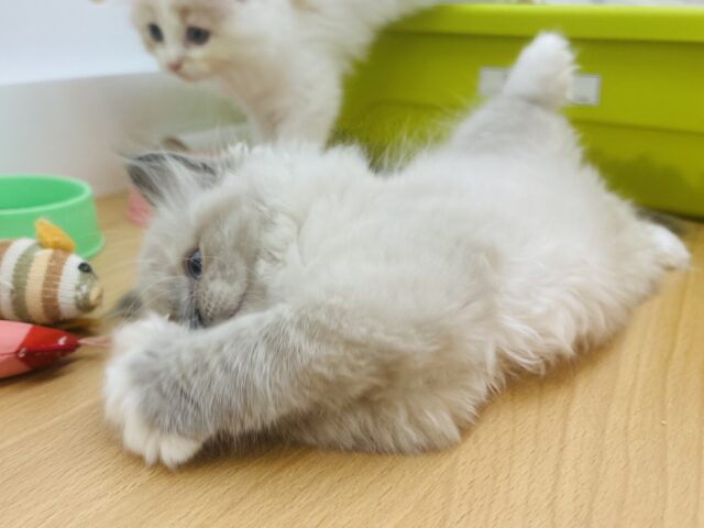 みんながボクのこと可愛いって褒めてくれるっ♬.*゚ラグドールくん! ラグドール