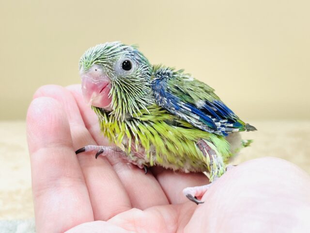 表情豊かなミニミニ怪獣ちゃん💚マメルリハ(ノーマル)ヒナ マメルリハ