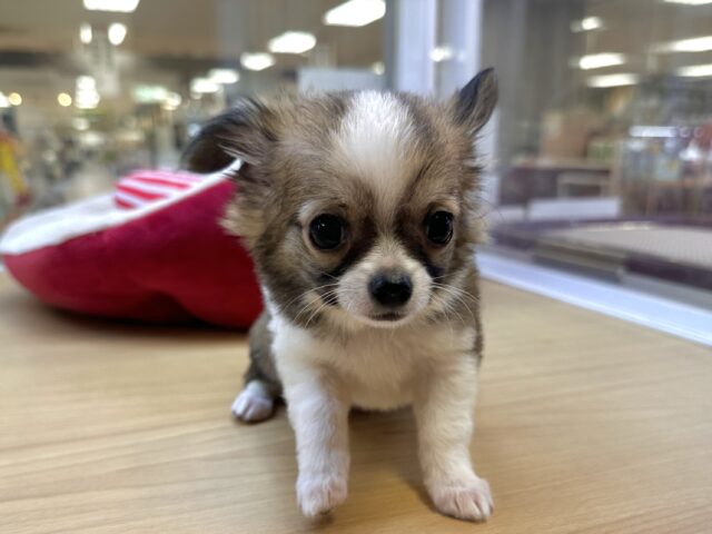 これから大きくなります🩵チワワ男の子 チワワ