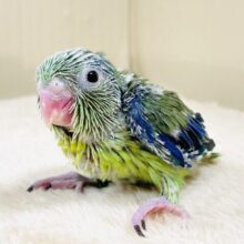 表情豊かなミニミニ怪獣ちゃん💚マメルリハ（ノーマル）ヒナ