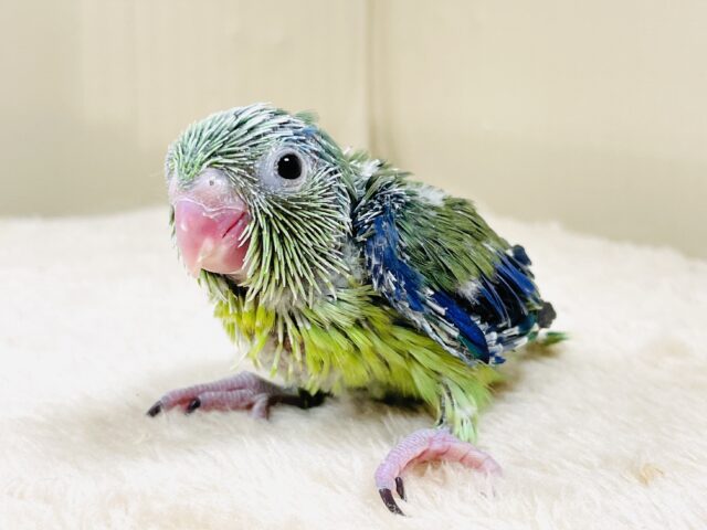 表情豊かなミニミニ怪獣ちゃん💚マメルリハ(ノーマル)ヒナ 表情豊かなミニミニ怪獣ちゃん💚マメルリハ(ノーマル)ヒナ