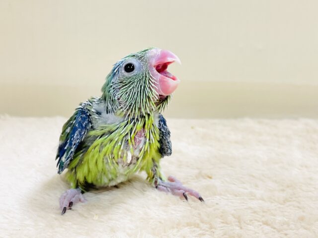 表情豊かなミニミニ怪獣ちゃん💚マメルリハ(ノーマル)ヒナ マメルリハ