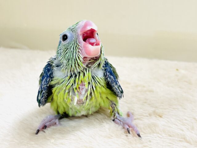 表情豊かなミニミニ怪獣ちゃん💚マメルリハ(ノーマル)ヒナ マメルリハ