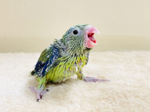 表情豊かなミニミニ怪獣ちゃん💚マメルリハ(ノーマル)ヒナ マメルリハ