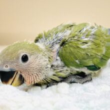 可愛さアイドル級💕コザクラインコ（ノーマル）ヒナ