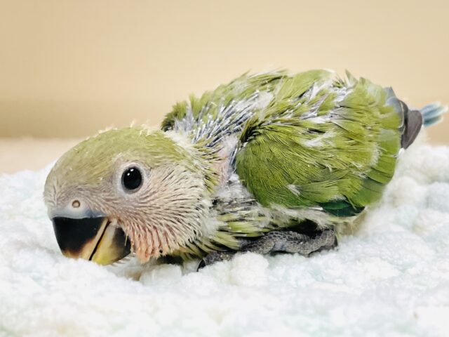 可愛さアイドル級💕コザクラインコ(ノーマル)ヒナ 可愛さアイドル級💕コザクラインコ(ノーマル)ヒナ