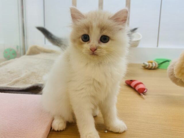 甘やかしてくれなきゃや〜よ♡サイベリアンちゃん! サイベリアン