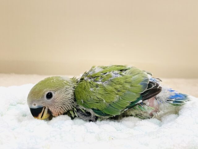 可愛さアイドル級💕コザクラインコ(ノーマル)ヒナ コザクラインコ(小桜インコ)