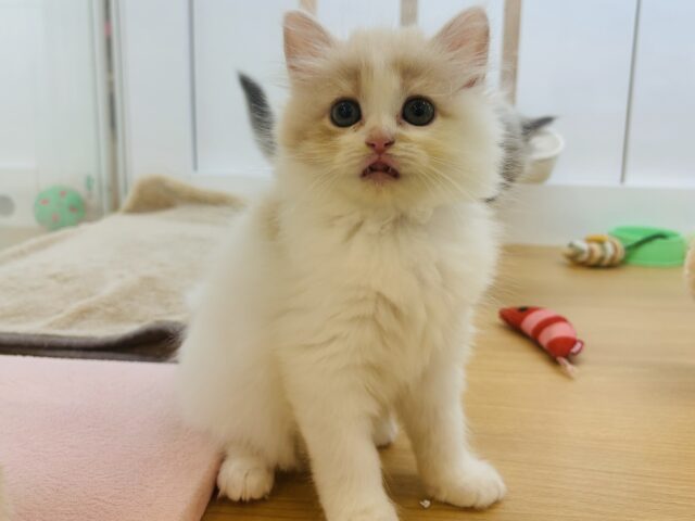 甘やかしてくれなきゃや〜よ♡サイベリアンちゃん! サイベリアン