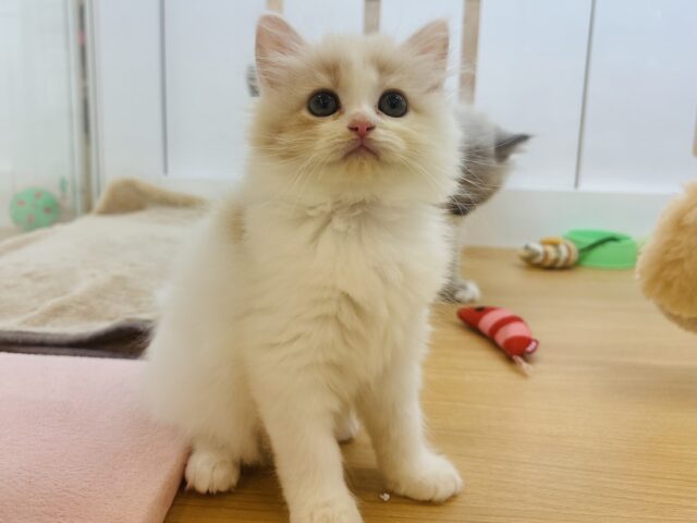 甘やかしてくれなきゃや〜よ♡サイベリアンちゃん! サイベリアン