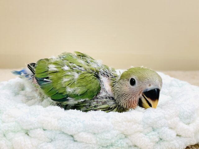 可愛さアイドル級💕コザクラインコ(ノーマル)ヒナ コザクラインコ(小桜インコ)