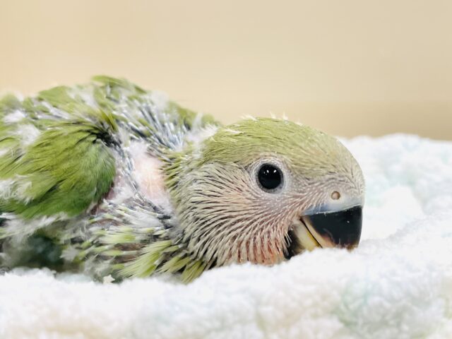 可愛さアイドル級💕コザクラインコ(ノーマル)ヒナ コザクラインコ(小桜インコ)