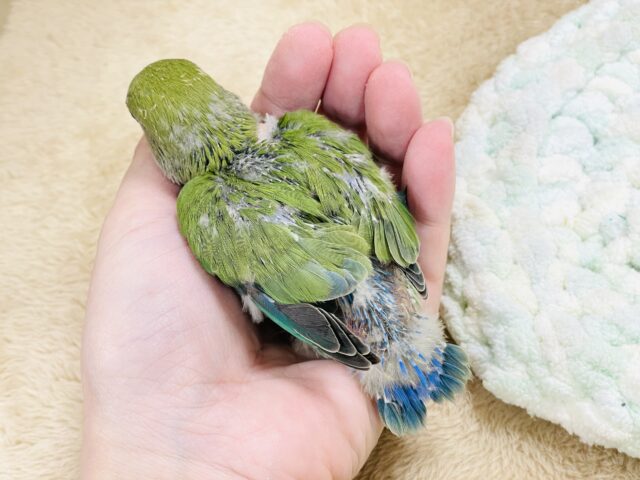 可愛さアイドル級💕コザクラインコ(ノーマル)ヒナ コザクラインコ(小桜インコ)