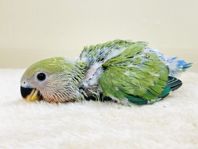 可愛さアイドル級💕コザクラインコ(ノーマル)ヒナ コザクラインコ(小桜インコ)