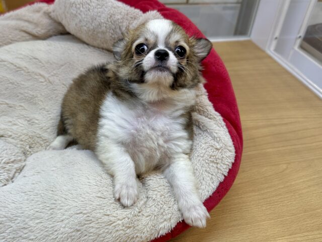 これから大きくなります🩵チワワ男の子 チワワ