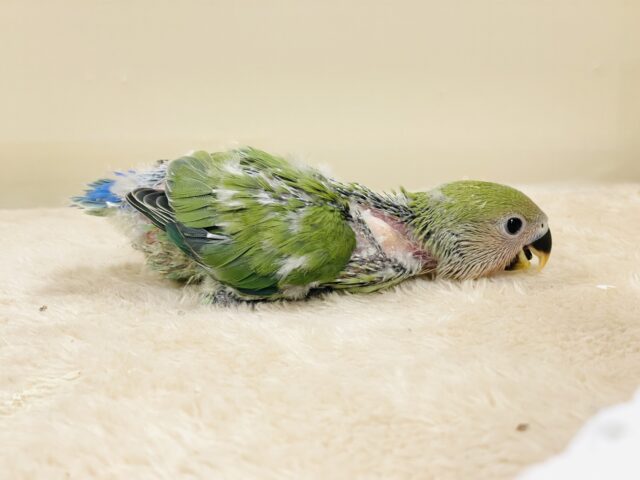 可愛さアイドル級💕コザクラインコ(ノーマル)ヒナ コザクラインコ(小桜インコ)