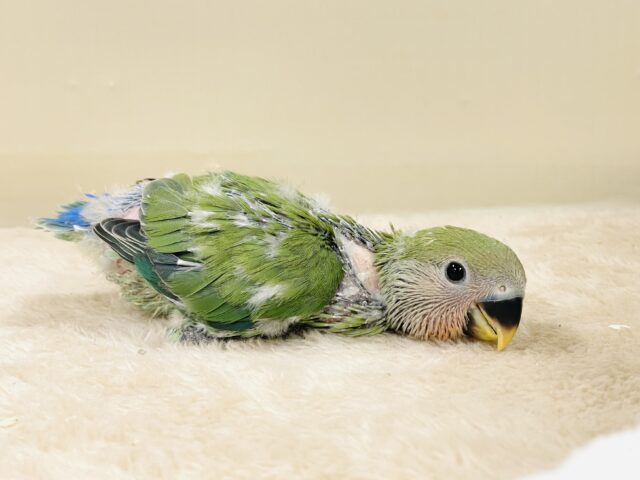 可愛さアイドル級💕コザクラインコ(ノーマル)ヒナ コザクラインコ(小桜インコ)