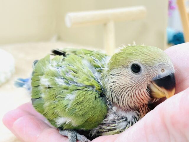 可愛さアイドル級💕コザクラインコ(ノーマル)ヒナ コザクラインコ(小桜インコ)