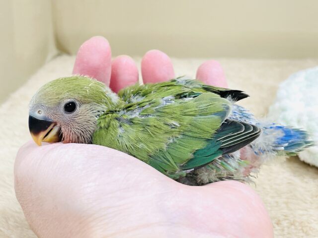 可愛さアイドル級💕コザクラインコ(ノーマル)ヒナ コザクラインコ(小桜インコ)
