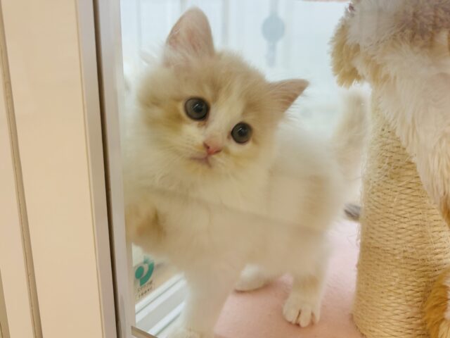 甘やかしてくれなきゃや〜よ♡サイベリアンちゃん! サイベリアン