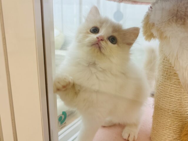 甘やかしてくれなきゃや〜よ♡サイベリアンちゃん! サイベリアン