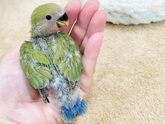 可愛さアイドル級💕コザクラインコ(ノーマル)ヒナ コザクラインコ(小桜インコ)