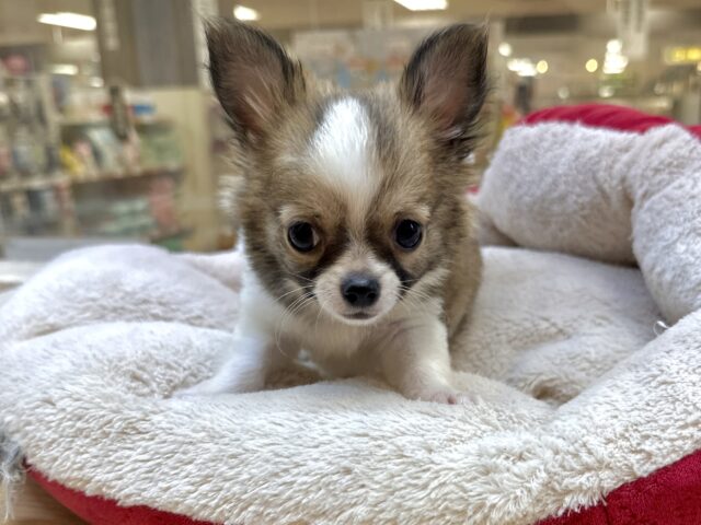 これから大きくなります🩵チワワ男の子 チワワ