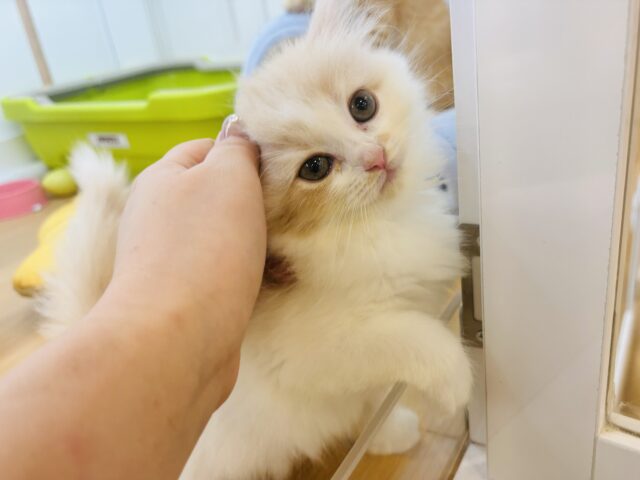 甘やかしてくれなきゃや〜よ♡サイベリアンちゃん! サイベリアン