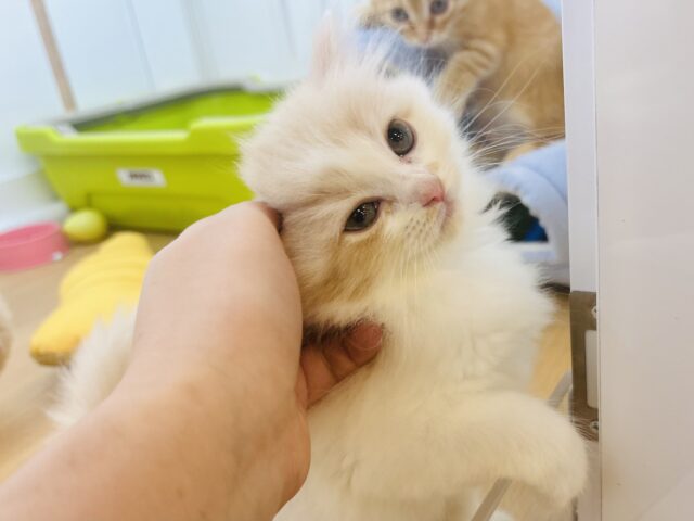 甘やかしてくれなきゃや〜よ♡サイベリアンちゃん! サイベリアン
