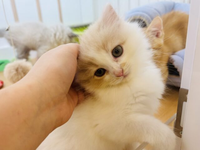 甘やかしてくれなきゃや〜よ♡サイベリアンちゃん! サイベリアン