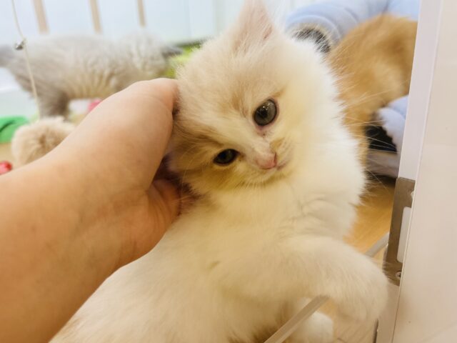 甘やかしてくれなきゃや〜よ♡サイベリアンちゃん! サイベリアン